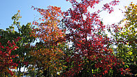 Quercus%20palustris%20-%20Herbst%202015-002.JPG