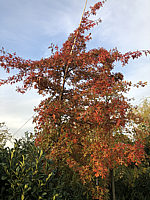 Quercus%20palustris%20-%20Herbst%202019%20-%20001.JPG