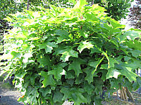 Quercus%20palustris%20Green%20Dwarf%2001.JPG