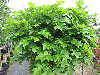 Quercus%20palustris%20Green%20Dwarf%2002%20-%2080cm.JPG