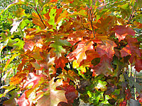 Quercus%20palustris%20Green%20Dwarf%2002.jpg