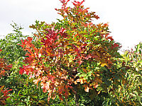 Quercus%20palustris%20Green%20Dwarf%2003%20Herbst%202014-1.JPG