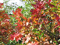 Quercus%20palustris%20Green%20Dwarf%2003%20Herbst%202014-1b.JPG