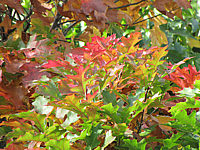 Quercus%20palustris%20Green%20Dwarf%2003%20Herbst%202014-2.JPG