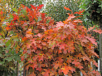 Quercus%20palustris%20Green%20Dwarf%2003%20Herbst.jpg