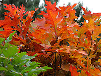 Quercus%20palustris%20Green%20Dwarf%2003.jpg