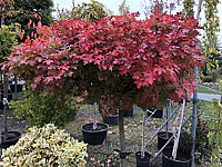 Quercus%20palustris%20Green%20Dwarf%2004%20Herbst%2001.JPG