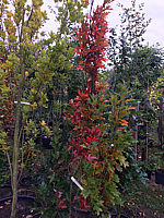Quercus%20palustris%20Green%20Pillar%20005%20-%202m%20Herbst.JPG