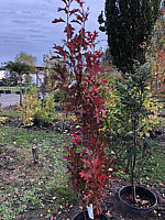 Quercus%20palustris%20Green%20Pillar%20006.JPG