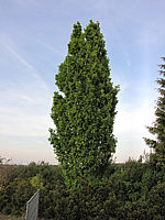 Quercus%20robur%20Fastigiata%20Sol1.JPG