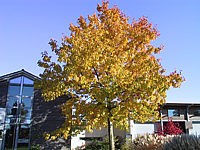 Quercus%20rubra%20-Herbst.JPG
