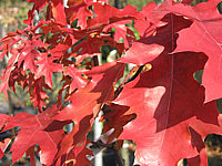 Quercus%20rubra%20-Herbstfaerbung.JPG