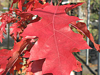Quercus%20rubra%20-Herbstfaerbung1.JPG