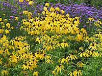 Ratibida%20columnifera%20Yellow%20Mexican%20Hat%2001%20+Verbena%20bonariense.JPG