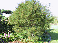 Rhamnus%20frangula%20Asplenifolia%2001.JPG