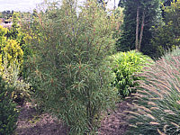 Rhamnus%20frangula%20Asplenifolia%2002b.JPG