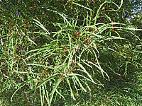Rhamnus%20frangula%20Asplenifolia%2003.JPG