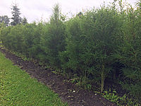 Rhamnus%20frangula%20Fine%20Line%2001%20als%20Reihe.jpg