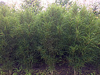Rhamnus%20frangula%20Fine%20Line%2002%20als%20Reihe.jpg