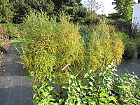 Rhamnus%20frangula%20Fine%20Line%2003%20beginnende%20Herbstfaerbung.JPG