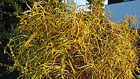 Rhamnus%20frangula%20Fine%20Line%2004%20gelbe%20Herbstfaerbung.JPG