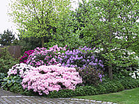 Rhododendron%2001%20Beet.jpg