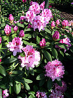 Rhododendron%20Albert%20Schweitzer.jpg
