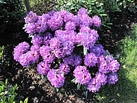 Rhododendron%20Alfred%201,2m.JPG