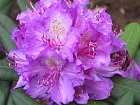 Rhododendron%20Alfred%20Macro.JPG