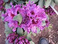 Rhododendron%20Azurro%20Bluete%20jung.JPG