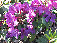 Rhododendron%20Azurro.JPG