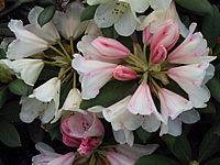 Rhododendron%20Bellini%201.JPG
