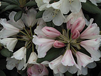 Rhododendron%20Bellini%202.JPG
