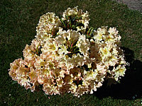 Rhododendron%20Bernstein%2001.JPG