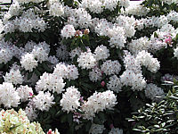 Rhododendron%20Bismarck%20-%20Sol%20bluehend%20nah.JPG