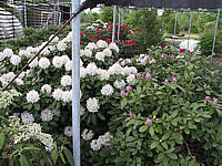 Rhododendron%20Bismarck%20-%20volle%20Bluete.jpg