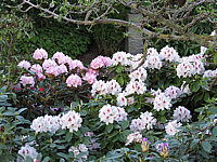 Rhododendron%20Bismarck%2005.JPG