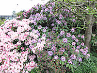 Rhododendron%20Blue%20Peter%20-%20Solitaer%2001.JPG