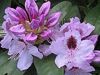 Rhododendron%20Blue%20Peter%2002.jpg