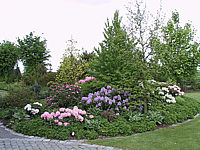 Rhododendron%20Blue%20Peter%2003.jpg