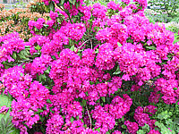 Rhododendron%20Catharine%20Van%20Tol%2001.JPG