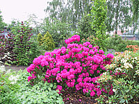 Rhododendron%20Catharine%20Van%20Tol%2002.JPG