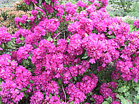 Rhododendron%20Catharine%20Van%20Tol%2003.JPG