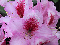 Rhododendron%20Diadem%2002.JPG