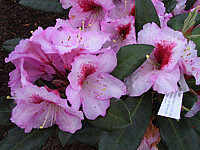 Rhododendron%20Diadem%2003.JPG