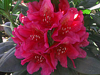 Rhododendron%20Dr.%20hc%20Dresselhuys%2001.jpg