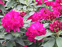 Rhododendron%20Dr.%20hc%20Dresselhuys%2002.jpg