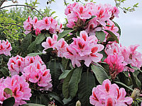 Rhododendron%20Furnivall's%20Daughter%2001.JPG