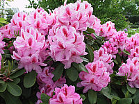Rhododendron%20Furnivall's%20Daughter%2002.jpg
