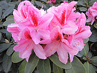 Rhododendron%20Furnivall's%20Daughter%2004.JPG